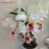 Cattleya Faerie Queene (mossiae x rex)..